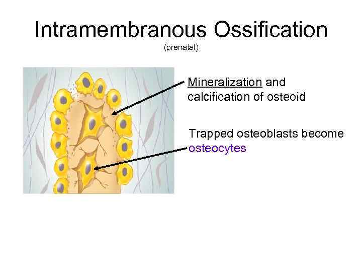 Intramembranous Ossification (prenatal) Mineralization and calcification of osteoid Trapped osteoblasts become osteocytes 