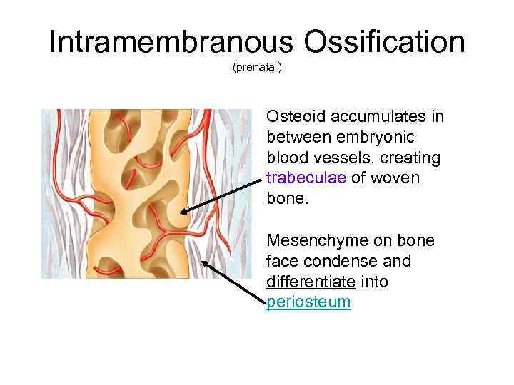 Intramembranous Ossification (prenatal) Osteoid accumulates in between embryonic blood vessels, creating trabeculae of woven