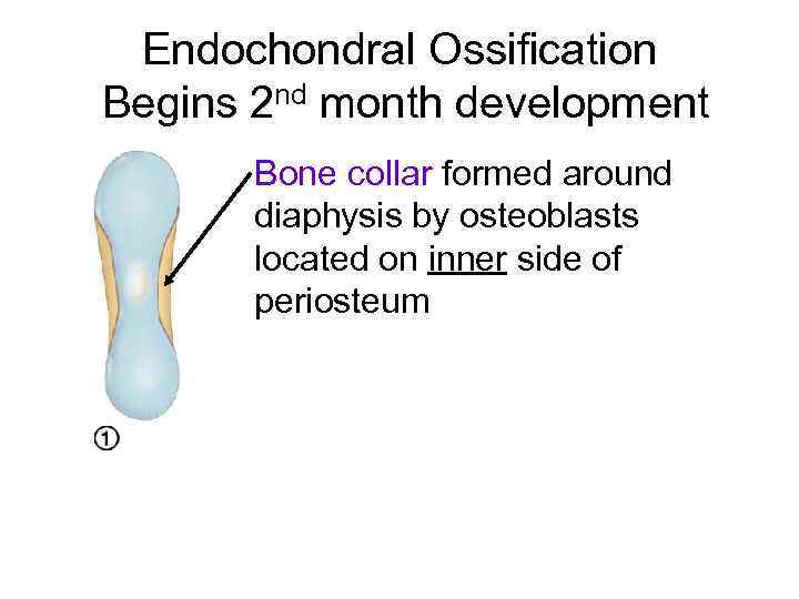 Endochondral Ossification Begins 2 nd month development Bone collar formed around diaphysis by osteoblasts