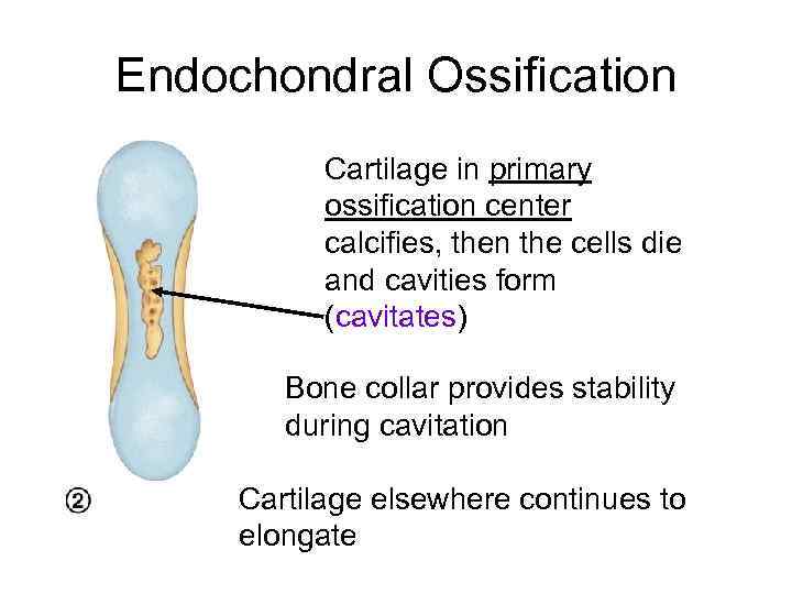 Endochondral Ossification Cartilage in primary ossification center calcifies, then the cells die and cavities