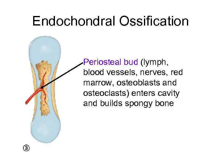 Endochondral Ossification Periosteal bud (lymph, blood vessels, nerves, red marrow, osteoblasts and osteoclasts) enters