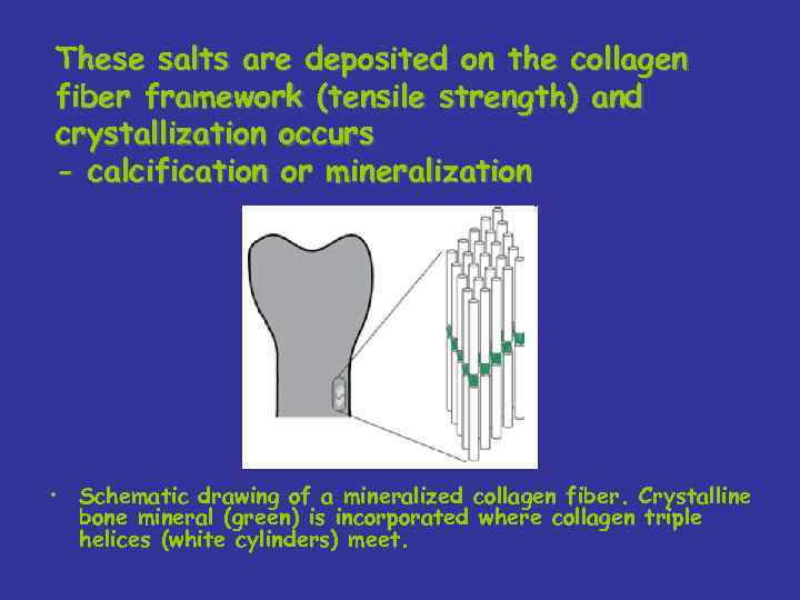 These salts are deposited on the collagen fiber framework (tensile strength) and crystallization occurs