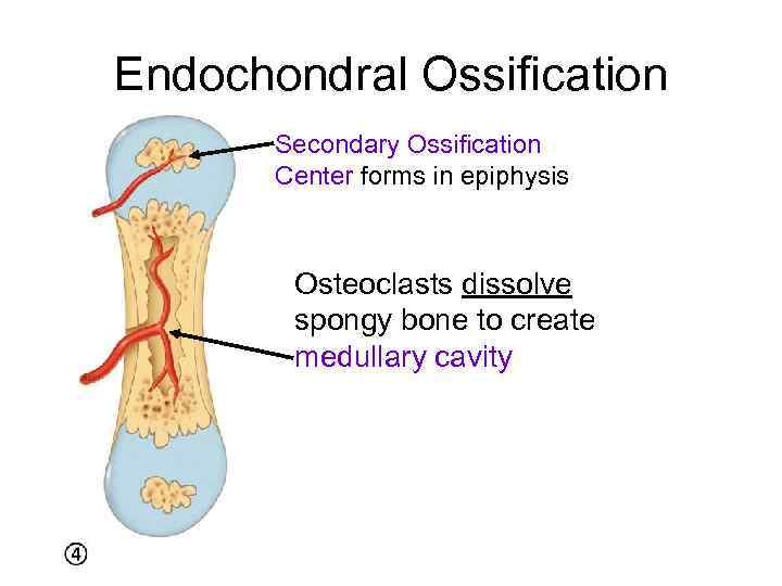 Endochondral Ossification Secondary Ossification Center forms in epiphysis Osteoclasts dissolve spongy bone to create