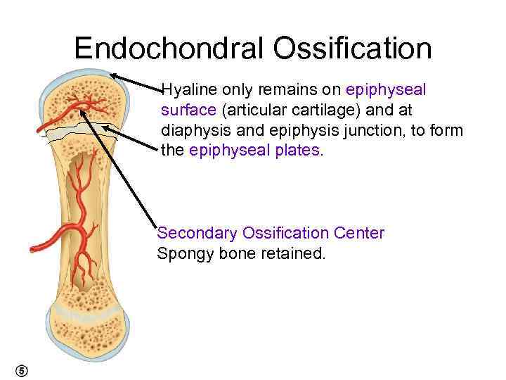 Endochondral Ossification Hyaline only remains on epiphyseal surface (articular cartilage) and at diaphysis and