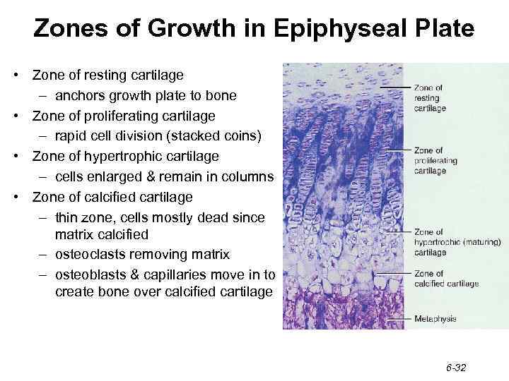 Zones of Growth in Epiphyseal Plate • Zone of resting cartilage – anchors growth