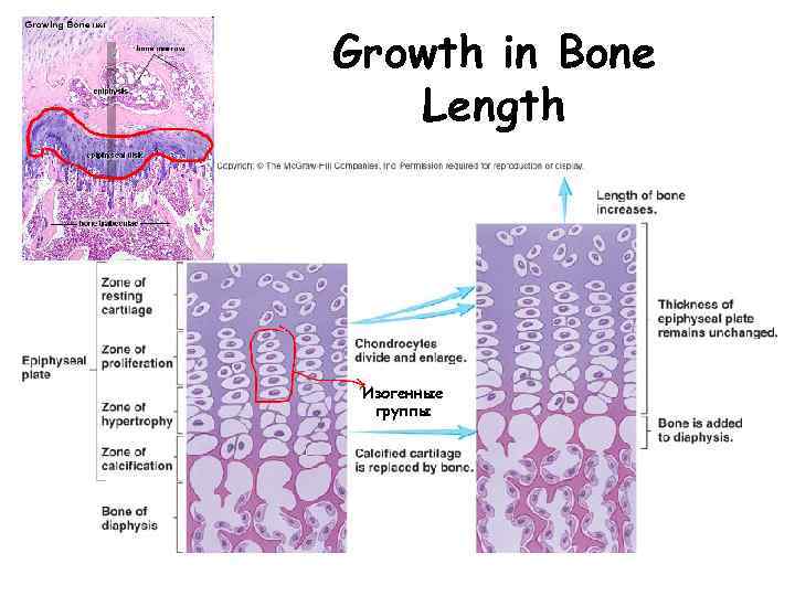 Growth in Bone Length Изогенные группы 
