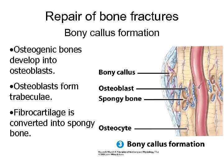 Repair of bone fractures Bony callus formation • Osteogenic bones develop into osteoblasts. •