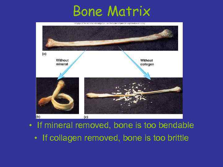 Bone Matrix • If mineral removed, bone is too bendable • If collagen removed,