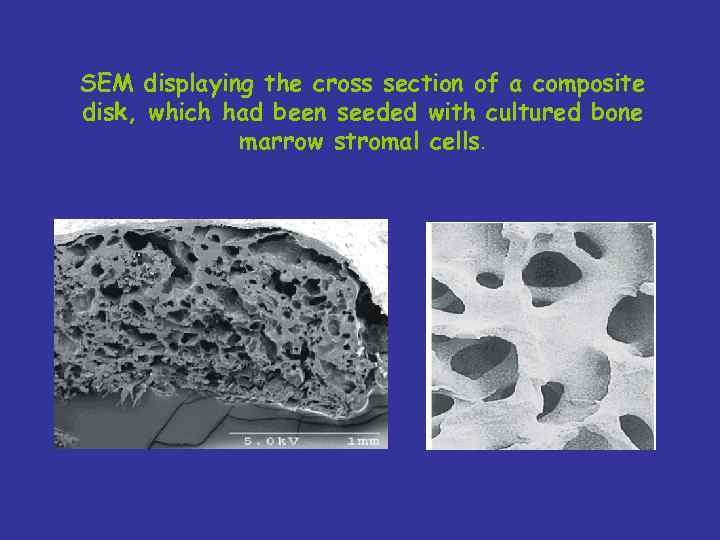 SEM displaying the cross section of a composite disk, which had been seeded with
