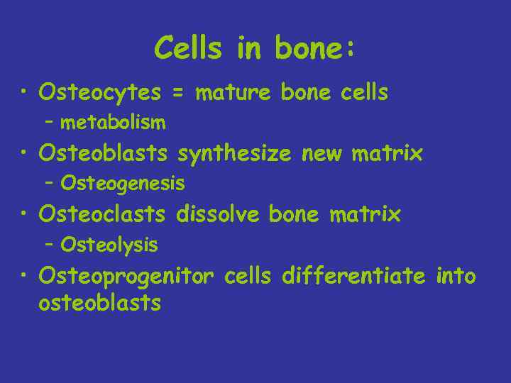 Cells in bone: • Osteocytes = mature bone cells – metabolism • Osteoblasts synthesize