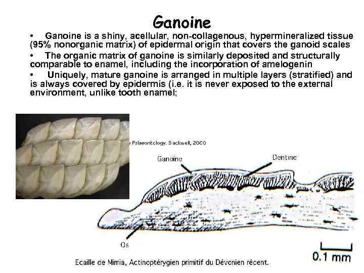 Ganoine • Ganoine is a shiny, acellular, non-collagenous, hypermineralized tissue (95% nonorganic matrix) of