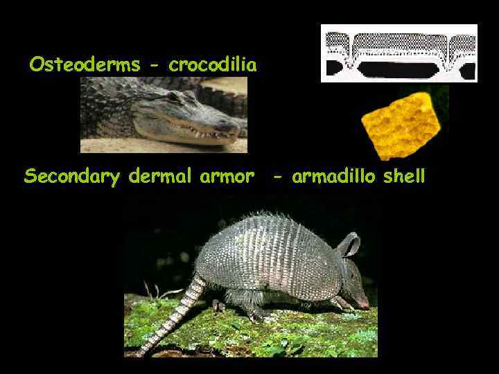 Osteoderms - crocodilia Secondary dermal armor - armadillo shell 