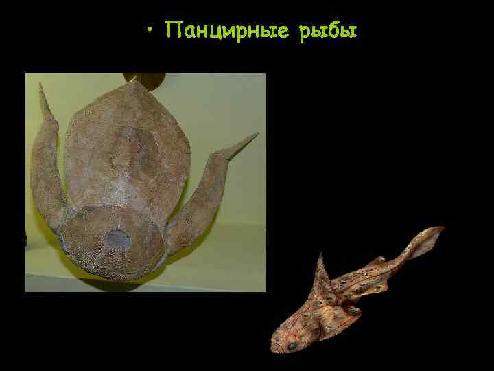  • Панцирные рыбы 