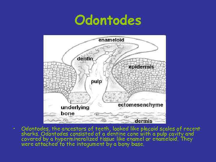 Odontodes • Odontodes, the ancestors of teeth, looked like placoid scales of recent sharks.