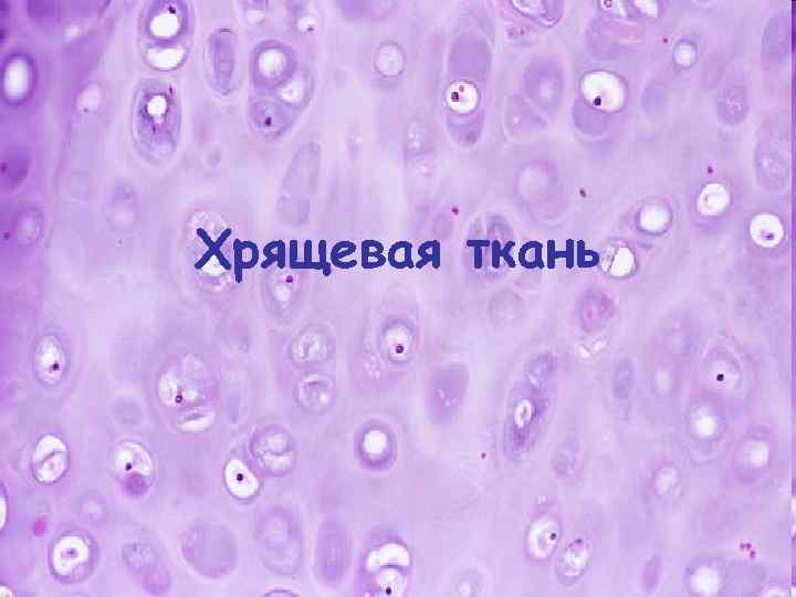 Хрящевая ткань презентация