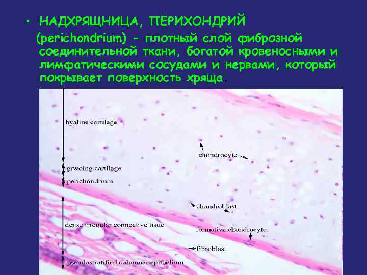  • НАДХРЯЩНИЦА, ПЕРИХОНДРИЙ (perichondrium) - плотный слой фиброзной соединительной ткани, богатой кровеносными и
