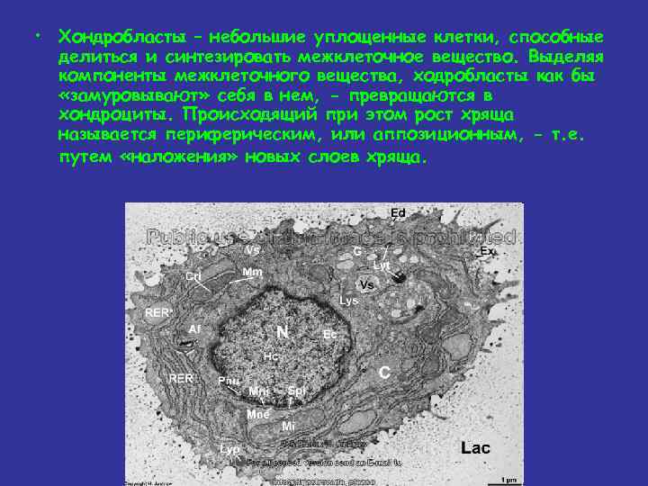  • Хондробласты – небольшие уплощенные клетки, способные делиться и синтезировать межклеточное вещество. Выделяя