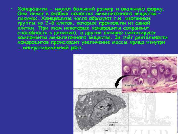  • Хондроциты - имеют больший размер и овальную форму. Они лежат в особых