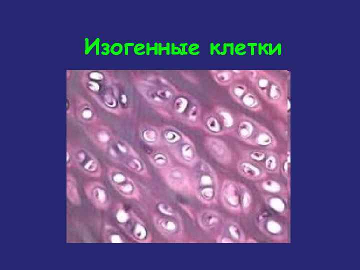 Изогенные клетки 