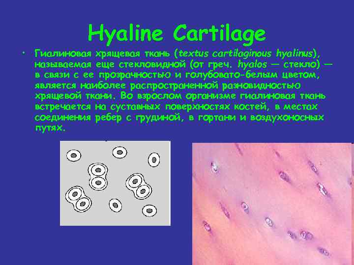 Hyaline Cartilage • Гиалиновая хрящевая ткань (textus cartilaginous hyalinus), называемая еще стекловидной (от греч.