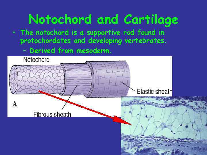 Notochord and Cartilage • The notochord is a supportive rod found in protochordates and