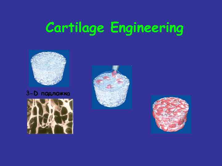 Cartilage Engineering 3 -D подложка 