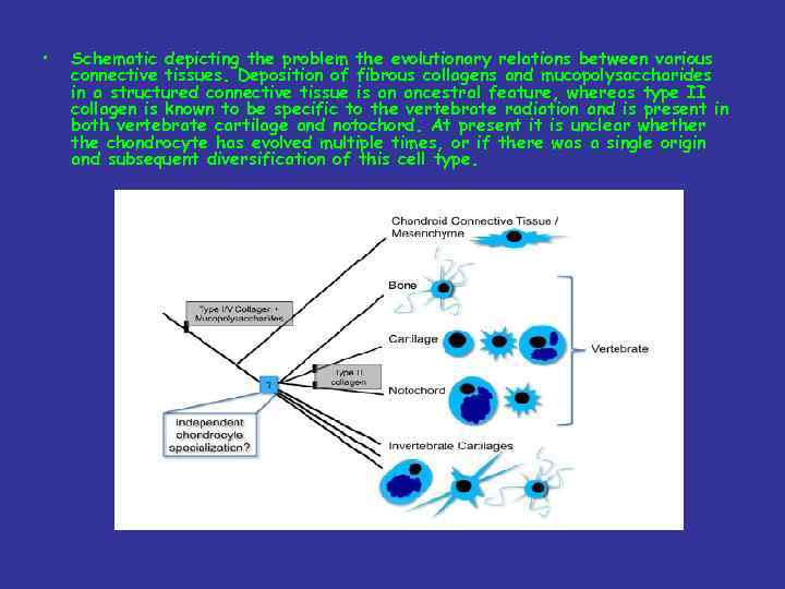  • Schematic depicting the problem the evolutionary relations between various connective tissues. Deposition