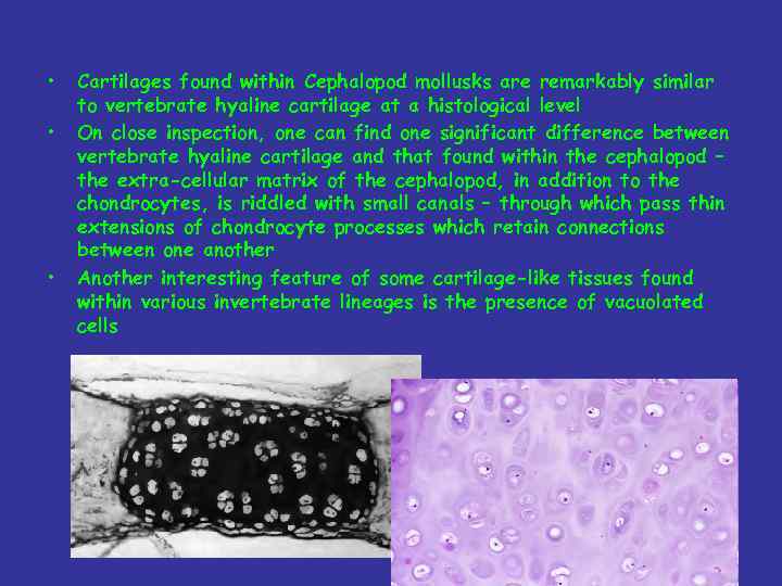  • • • Cartilages found within Cephalopod mollusks are remarkably similar to vertebrate