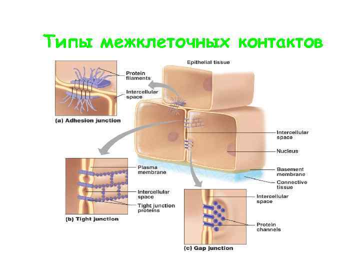 Типы межклеточных контактов 