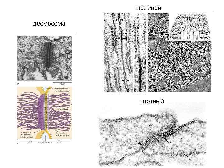 щелевой десмосома плотный 