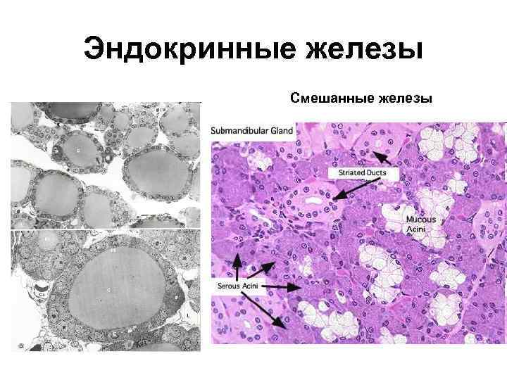 Эндокринные железы Смешанные железы 