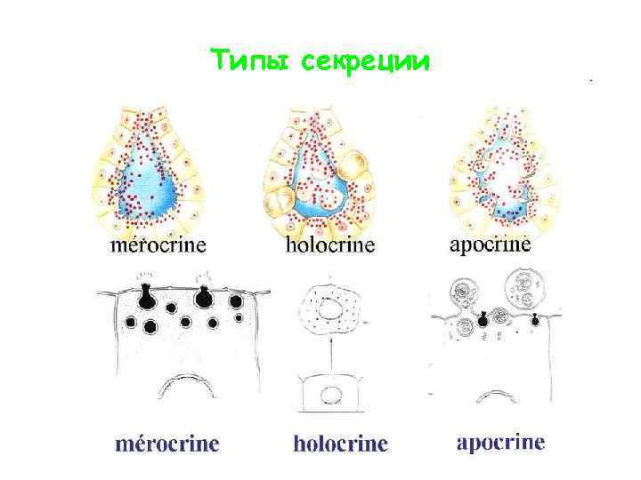 Типы секреции 