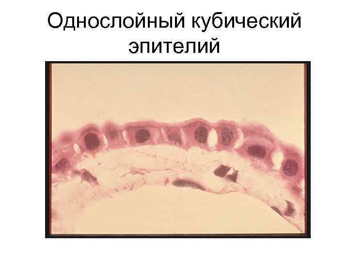 Однослойный кубический эпителий 