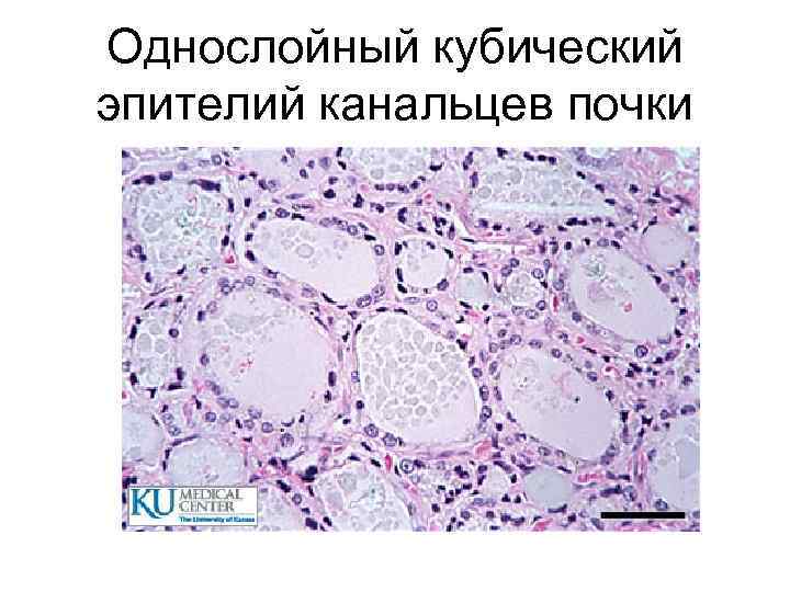 Однослойный кубический эпителий канальцев почки 