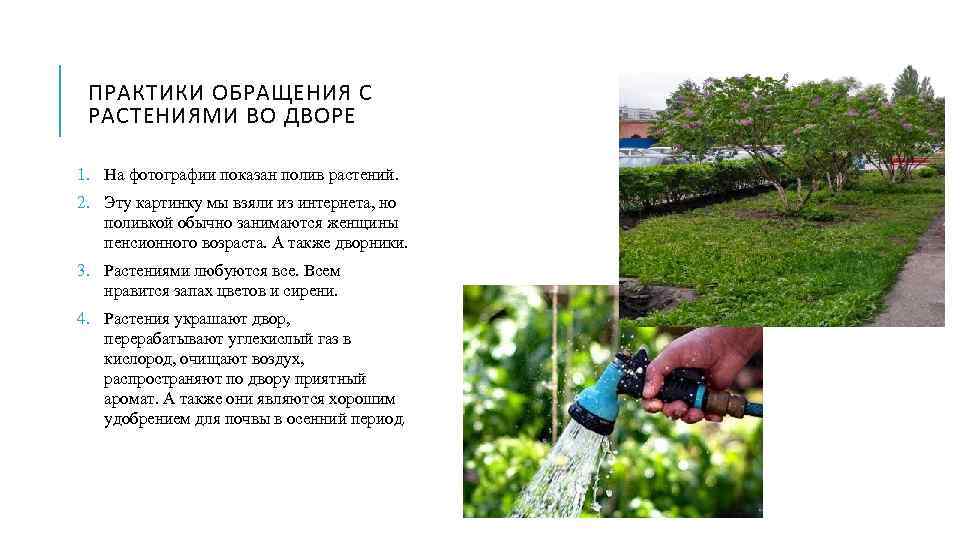 ПРАКТИКИ ОБРАЩЕНИЯ С РАСТЕНИЯМИ ВО ДВОРЕ 1. На фотографии показан полив растений. 2. Эту
