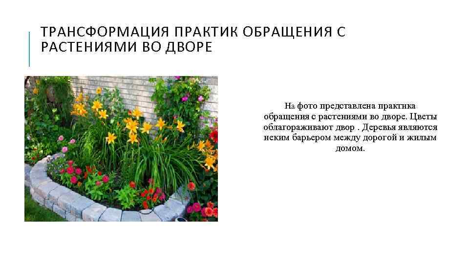ТРАНСФОРМАЦИЯ ПРАКТИК ОБРАЩЕНИЯ С РАСТЕНИЯМИ ВО ДВОРЕ На фото представлена практика обращения с растениями