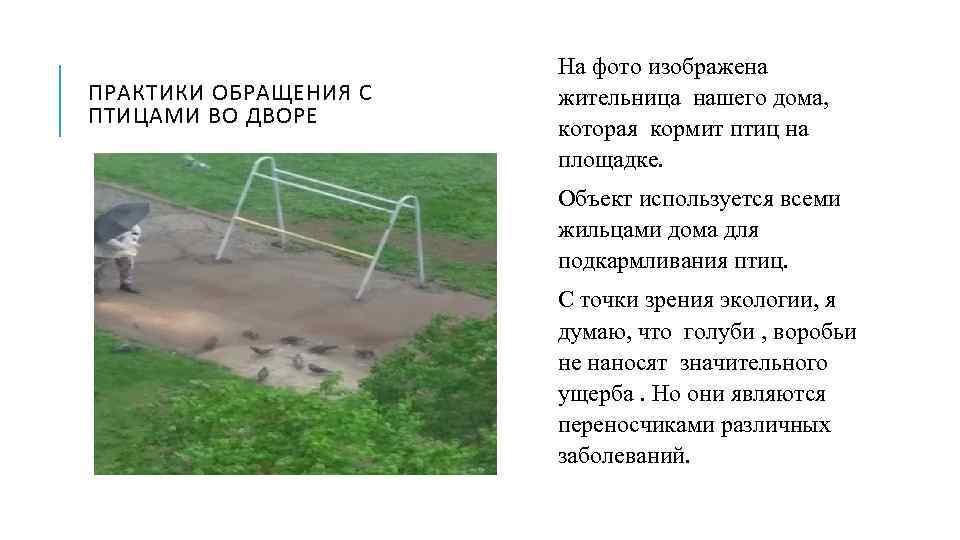 ПРАКТИКИ ОБРАЩЕНИЯ С ПТИЦАМИ ВО ДВОРЕ На фото изображена жительница нашего дома, которая кормит