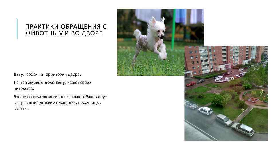 ПРАКТИКИ ОБРАЩЕНИЯ С ЖИВОТНЫМИ ВО ДВОРЕ Выгул собак на территории двора. На ней жильцы
