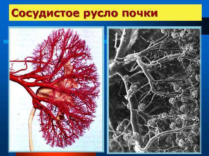 Сосудистое русло почки 