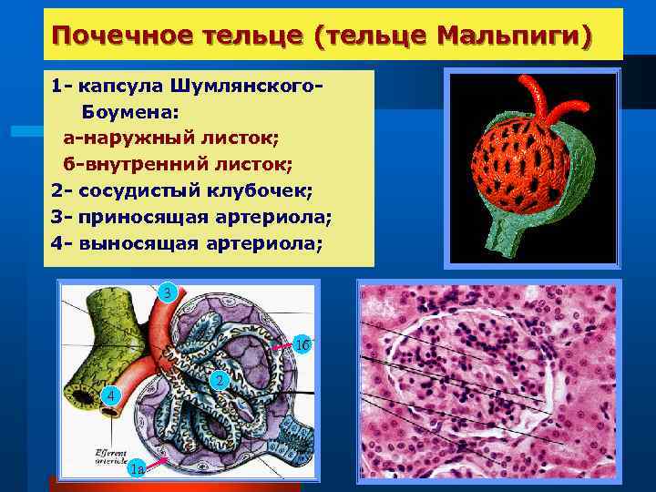 Почечное тельце (тельце Мальпиги) 1 - капсула Шумлянского. Боумена: а-наружный листок; б-внутренний листок; 2