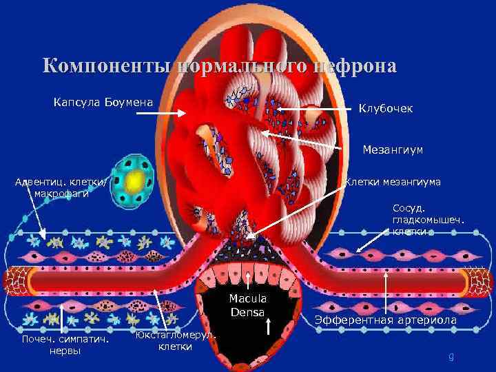 Компоненты нормального нефрона Капсула Боумена Клубочек Мезангиум Адвентиц. клетки/ макрофаги Клетки мезангиума Сосуд. гладкомышеч.