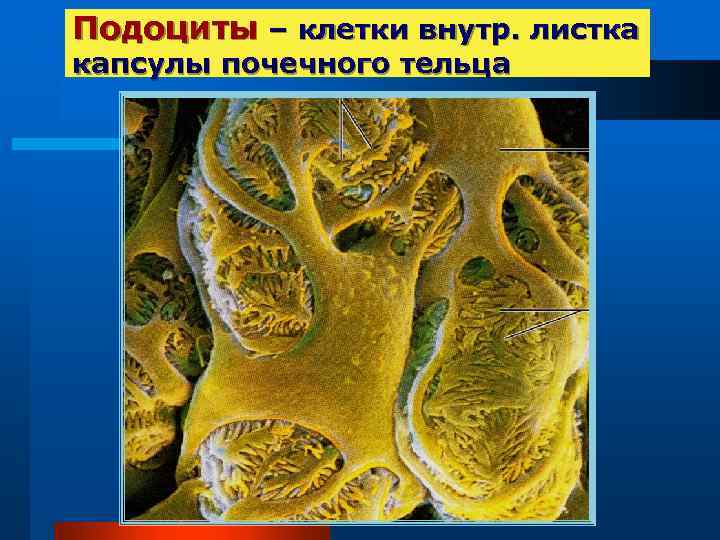 Подоциты – клетки внутр. листка капсулы почечного тельца 