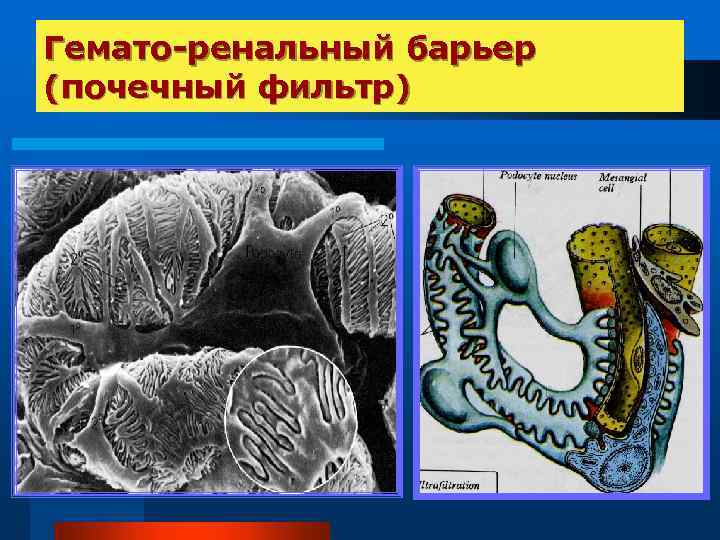Гемато-ренальный барьер (почечный фильтр) 