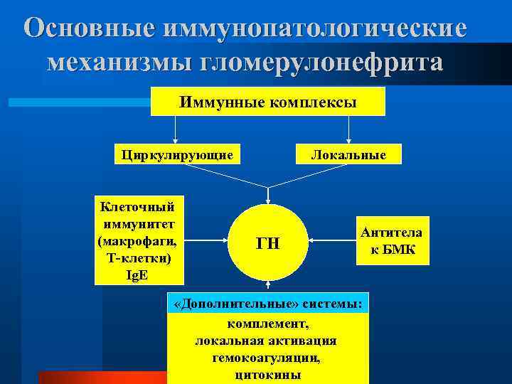 Основные иммунопатологические механизмы гломерулонефрита Иммунные комплексы Циркулирующие Клеточный иммунитет (макрофаги, Т-клетки) Ig. E Локальные