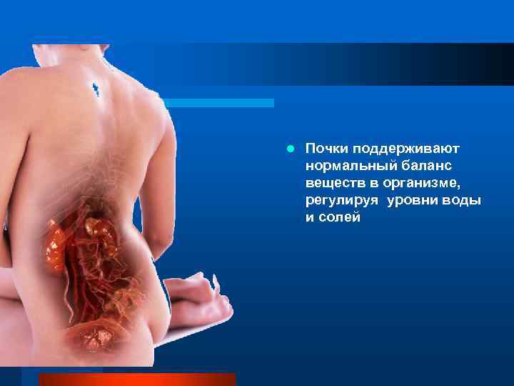 l Почки поддерживают нормальный баланс веществ в организме, регулируя уровни воды и солей 