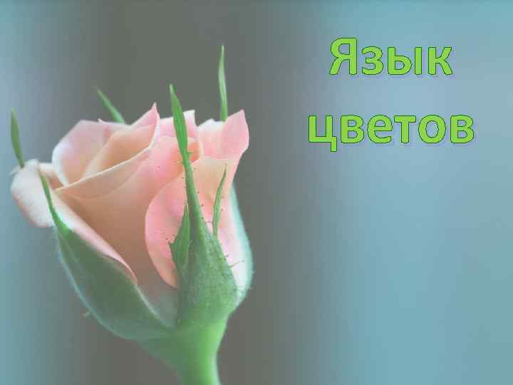 Язык цветов 