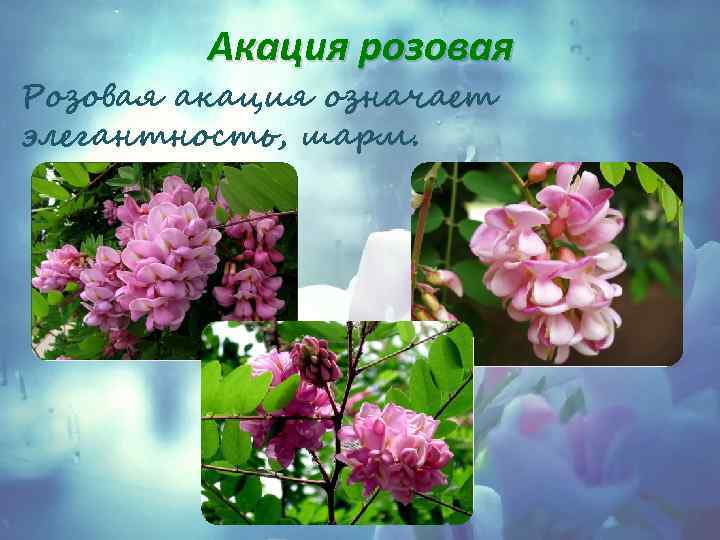 Акация розовая Розовая акация означает элегантность, шарм. 