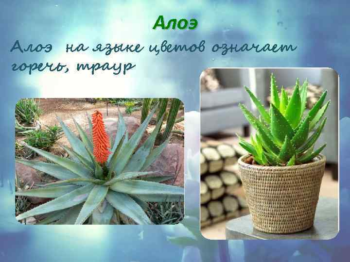 Алоэ на языке цветов означает горечь, траур 