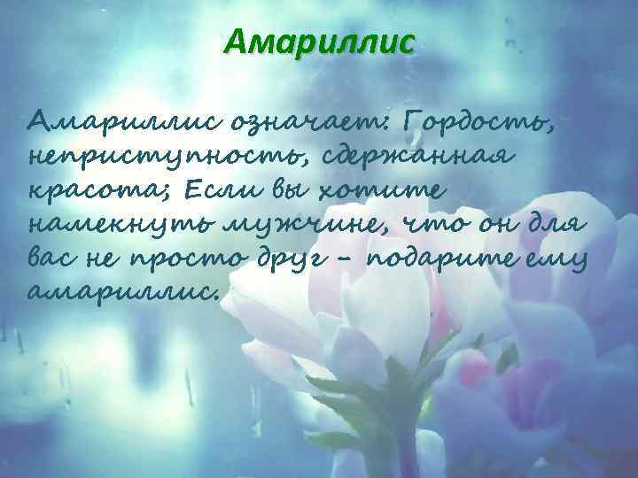 Амариллис означает: Гордость, неприступность, сдержанная красота; Если вы хотите намекнуть мужчине, что он для