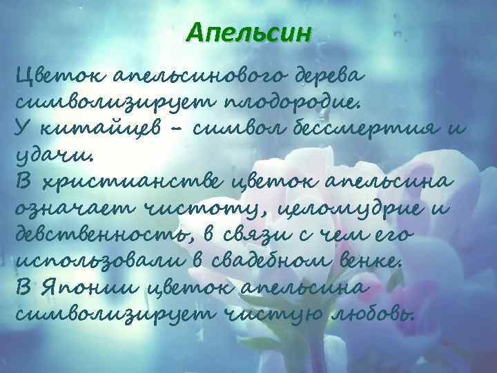 Апельсин Цветок апельсинового дерева символизирует плодородие. У китайцев - символ бессмертия и удачи. В